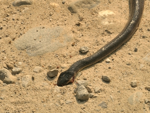 Greater Black Krait
