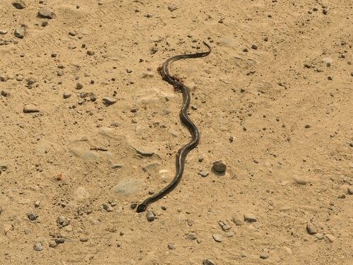 Greater Black Krait