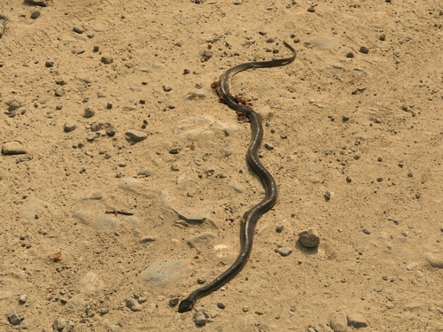 Greater Black Krait