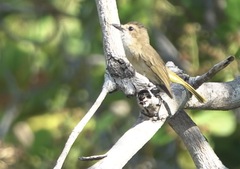 Fawn-Breasted Whistler photo 1