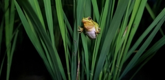 Hyla suweonensis