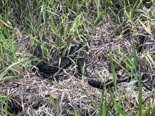 Coastal Carpet Python sighting