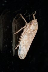 Curtara insularis
