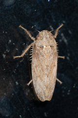 Curtara insularis
