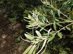 Notholithocarpus densiflorus echinoides