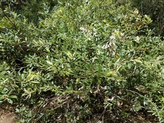 Notholithocarpus densiflorus echinoides