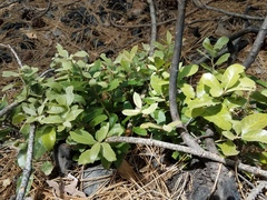 Notholithocarpus densiflorus echinoides