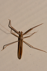 Doldina interjungens