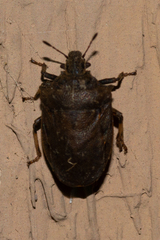 Amaurochrous cinctipes