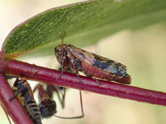 Eurymeloides adspersa