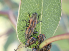 Eurymeloides adspersa