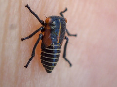 Eurymeloides adspersa