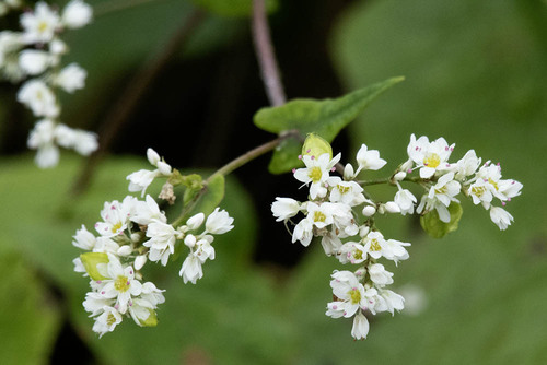 Perennial Buckwheat (Fagopyrum dibotrys)