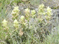 Castilleja pulchella
