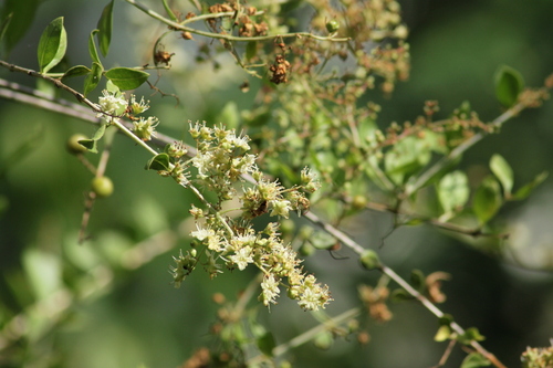 Image of Lawsonia inermis by (c) Paulmathi Vinod, some rights reserved (CC BY)