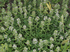 Thymus tiflisiensis