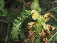 Pedicularis condensata