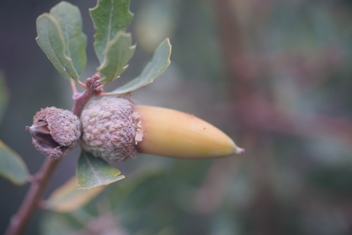Quercus berberidifolia × john-tuckeri