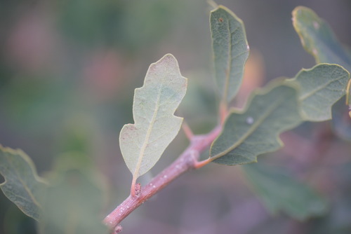 Quercus berberidifolia × john-tuckeri