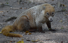Nasua narica yucatanica
