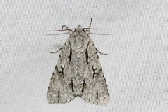 Acronicta lobeliae