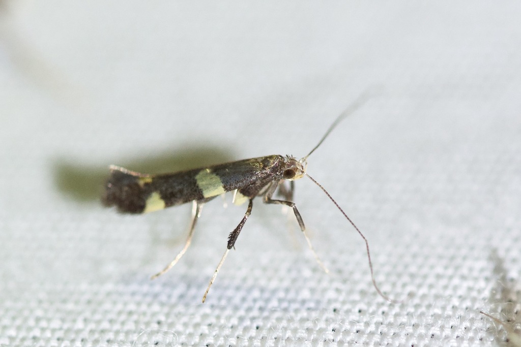 Caloptilia canadensisella
