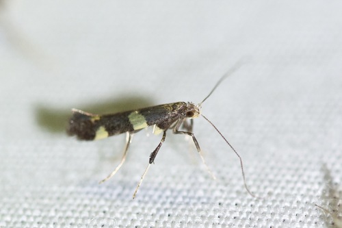 Caloptilia canadensisella