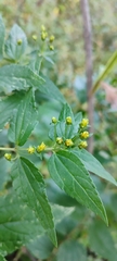 Calea urticifolia, photograph author not stated, no rights reserved