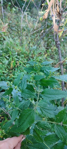 Calea urticifolia, photograph 4