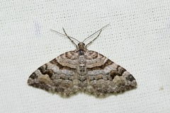 Xanthorhoe abrasaria