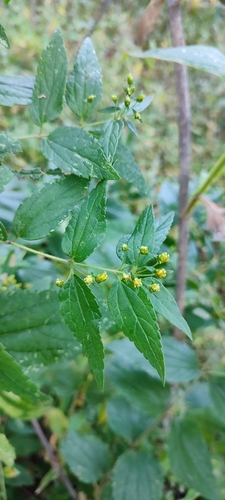 Calea urticifolia, photograph 5