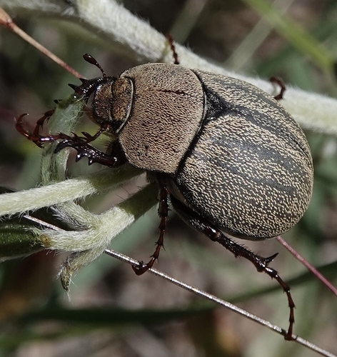 brown scarab beetle