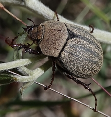 Phyllophaga lanceolata