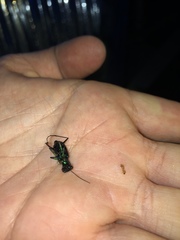 Cicindela flavomaculata