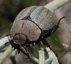 Phyllophaga lanceolata