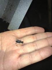 Cicindela flavomaculata