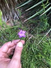 Bouchea linifolia