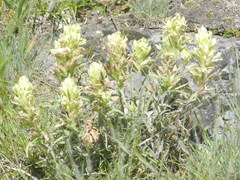 Castilleja pulchella