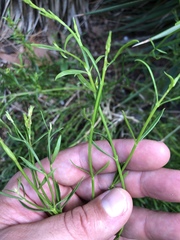 Bouchea linifolia