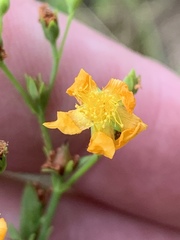 Hypericum virgatum