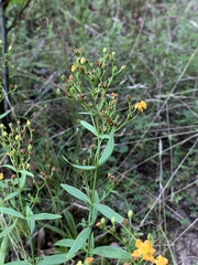 Hypericum virgatum