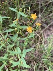 Hypericum virgatum
