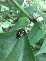 Hemithyrsocera vittata