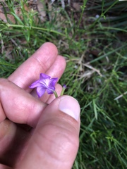 Bouchea linifolia
