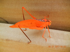 Amblycorypha oblongifolia