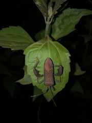 Anoplocnemis phasianus