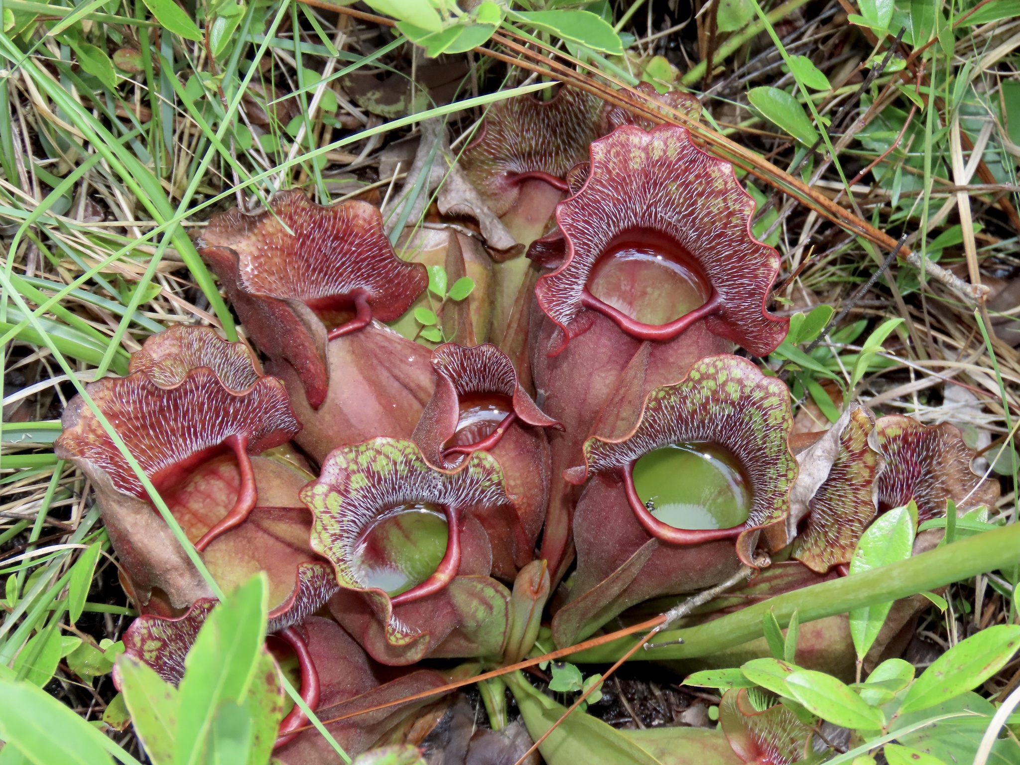gingelly plant Sesame - Black (Sesamum indicum 'Kurogoma') Non GMO main image 1