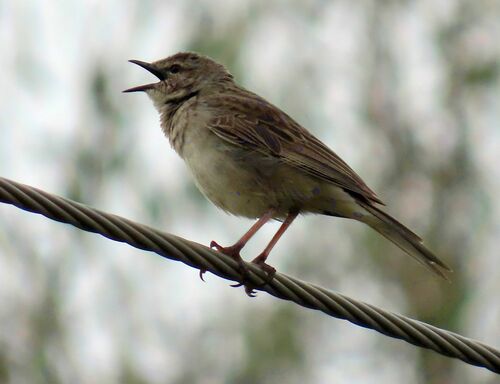 Rufous Songlark (Cincloramphus mathewsi), photo 4