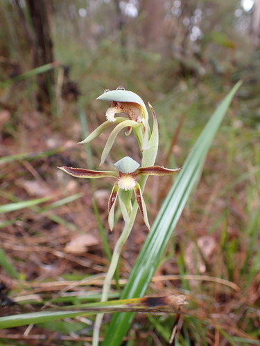 Image of Lyperanthus serratus by (c) Leon Perrie, some rights reserved (CC BY)