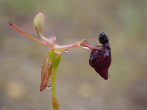 Image of Drakaea glyptodon by (c) Leon Perrie, some rights reserved (CC BY)